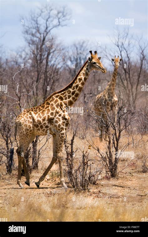 Giraffidae Family Stock Photos & Giraffidae Family Stock Images - Alamy