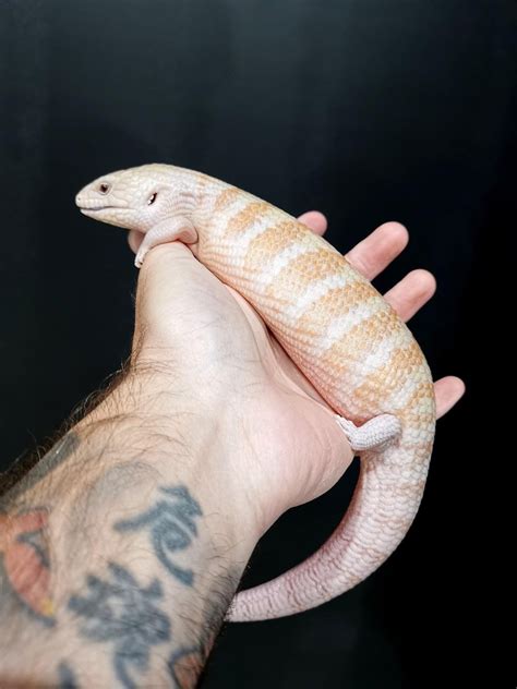 Morphs - NORTHERN BLUE TONGUE SKINK MORPHS, LOCALES AND CARE!!