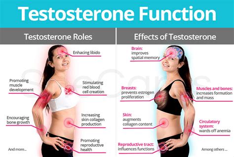 Testosterone Function: Roles & Effects | SheCares