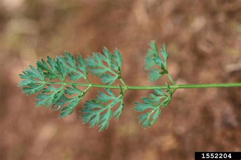 Queen Anne's lace, wild carrot (Daucus carota L.)