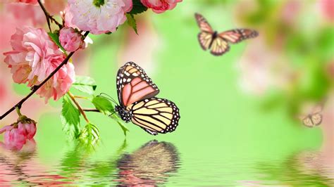 Full size Best Pink Butterfly Wallpaper HD 2018 - Live Wallpaper HD