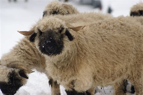 File:Valais Blacknose Sheep.jpg - Wikipedia, the free encyclopedia
