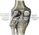 Knee Ligament Anatomy Video - Sports Injury ACL Damage & Repair