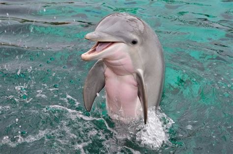 Cute little baby dolphin : aww