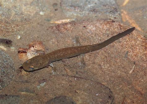 Pacific Giant Salamander Larvae