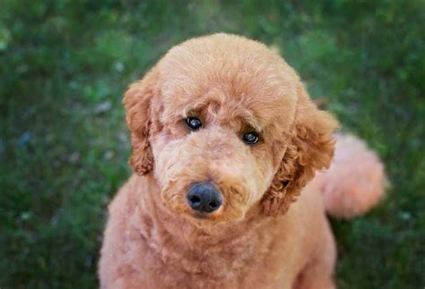 How to Groom a Toy Poodle Teddy Bear Cut? - PatchPuppy.com