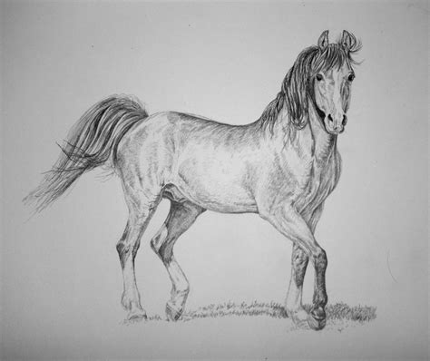 Free Horse Drawing, Download Free Horse Drawing png images, Free ...