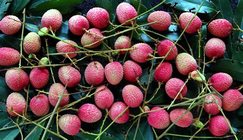 Lychee #21: MAURITIUS | ====================================… | Flickr