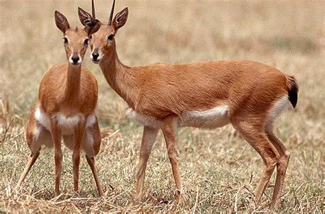 Oribi - Antelope - South Africa...