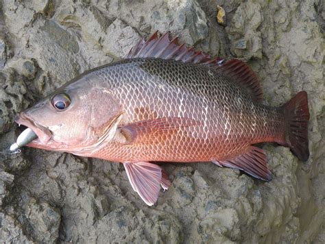 Fish Species Of North Queensland - Mangrove Jack