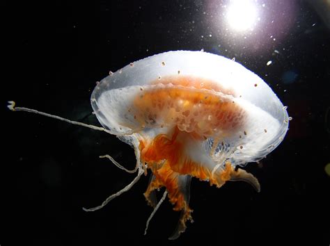 "Jellyfish species Diplulmaris Antarctica floats with the current just offshore of McMurdo ...