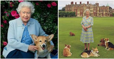 Queen Elizabeth gets new Corgi puppy from Prince Andrew for her ...