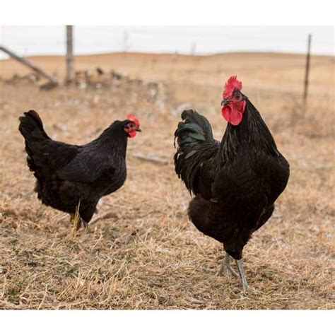 Cackle Hatchery Black Jersey Giant Chicken - Not Sexed - 122S | Blain's ...