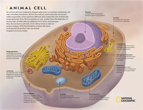 83+ Animal Cell Parts Picture | Neduvaali