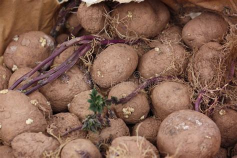 Sprouting Potatoes stock photo. Image of vegetables, roots - 70243010