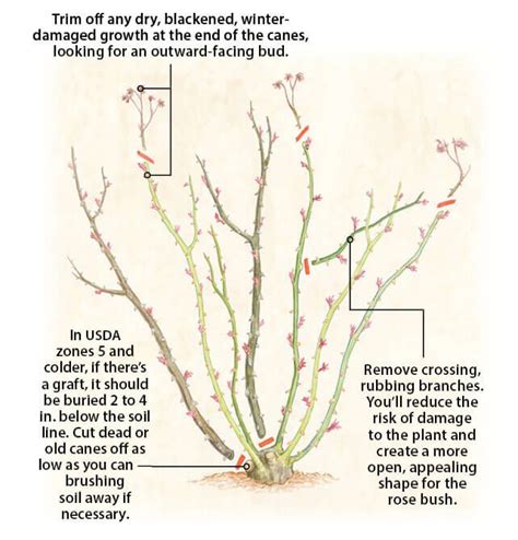 How to Prune Roses (15 Most EFFECTIVE Tips) | Pruning roses, Planting ...