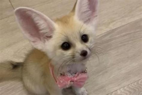 Fennec Fox Pet: Do They Make Good Pets? (Care & Needs)