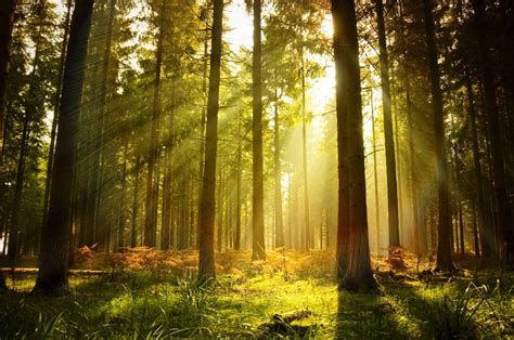 An Enchanting Photograph Of Norwegian Woodlands