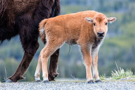 Yellowstone Tourist Attempts to Rescue Baby Bison