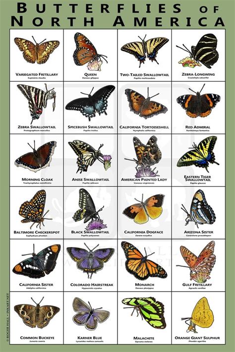 Butterflies of the North America Art Print / Field Guide | Etsy in 2020 | Types of butterflies ...