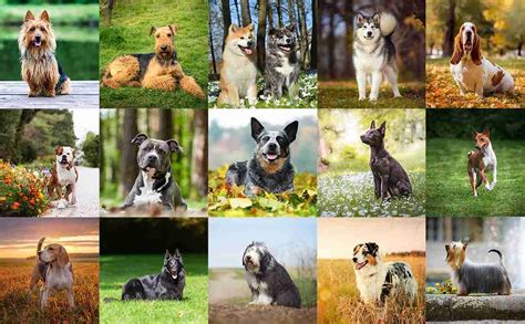 100 Most Common Dog Breeds in Australia - Hypro Premium