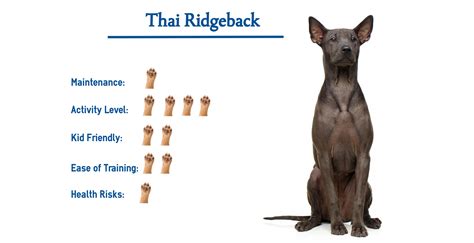 Thai Ridgeback Dog Breed… Everything You Need to Know at a Glance!