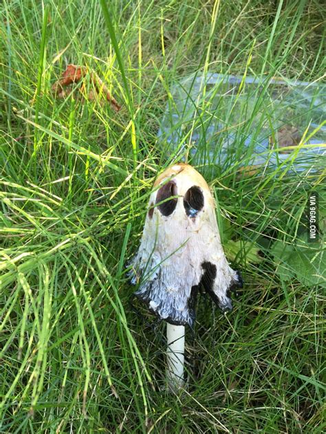 Ghost mushroom - 9GAG