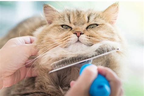 Cat Grooming Tool That You Should Have – The Pet Tips