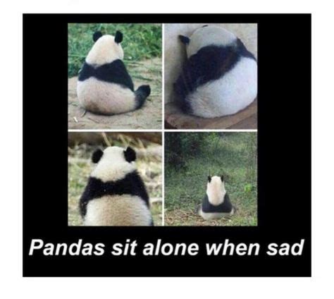 Pin on Sad Panda