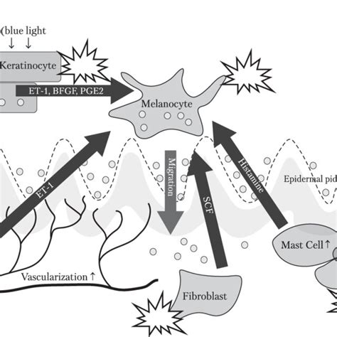 Figure. Mechanism of action of tranexamic acid on melasma | Download ...