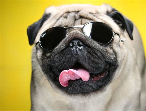 Pug mit Sonnenbrillen. stockbild. Bild von makro, hund - 17800653