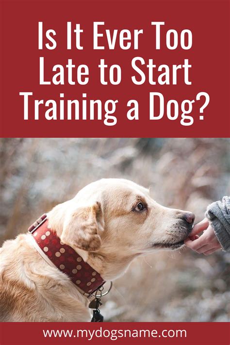 Is It Ever Too Late to Start Training a Dog? - My Dog's Name | Big dog little dog, Dogs, Puppy ...