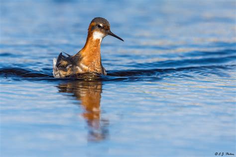 Red-necked Phalarope Page