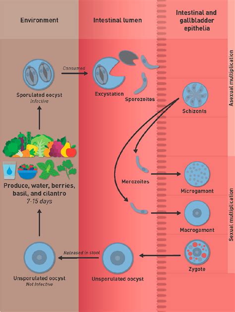 Figure 1 from Life Cycle and Transmission of Cyclospora cayetanensis: Knowns and Unknowns ...