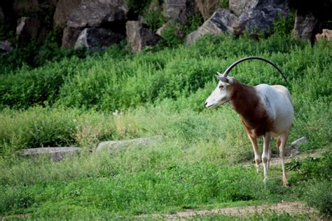 Scimitar-Horned Oryx - ZooChat