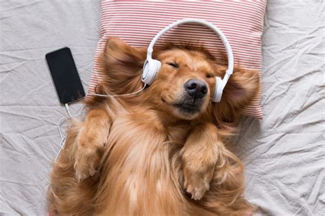 Can music heal animals? | Animal Wellness Magazine