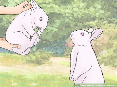 How to Care for Newborn Rabbits: 11 Steps (with Pictures)