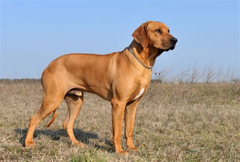 Rhodesian Ridgeback Growth Chart – Weight & Size By Age | PawLeaks