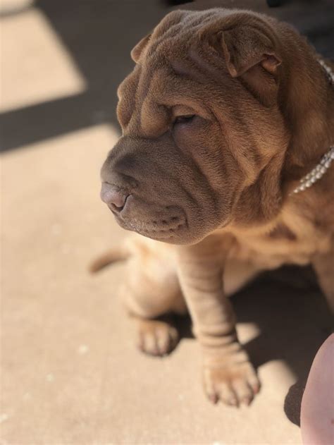 Shar Pei Wrinkles Luna Bell #sharpeipuppies #sharpei | Shar pei puppies ...