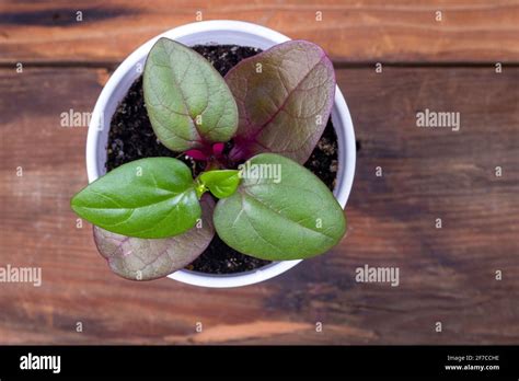 malabar spinach plant on rustic wood plank table Basellaceae family Stock Photo - Alamy