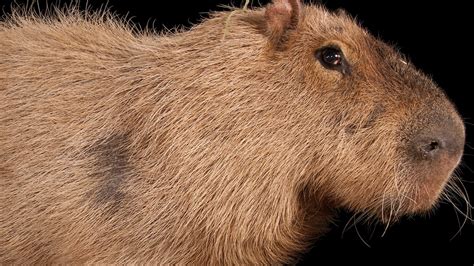 Capybara Facts