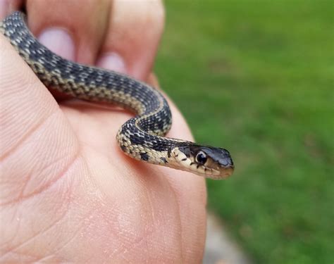 Baby garter snake : r/babyanimals