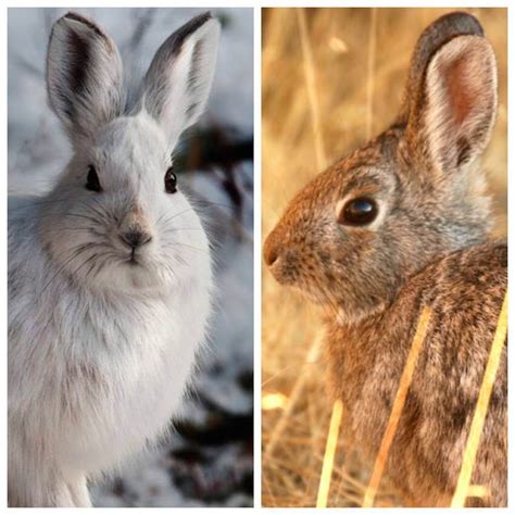 What'S The Difference Between A Bunny, Rabbit, And Hare