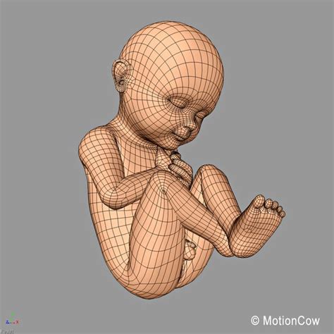 3d human fetus