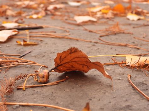 Leaf Orange Fall - Free photo on Pixabay