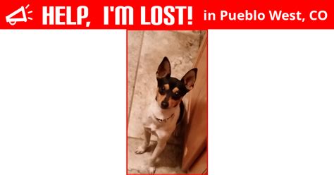 Lost Dog (Pueblo West, Colorado) - Fox
