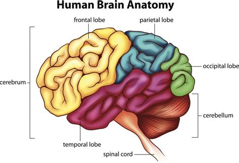 What is the Cerebrum? - Facty Health