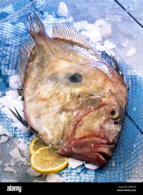 John Dory fish Stock Photo - Alamy