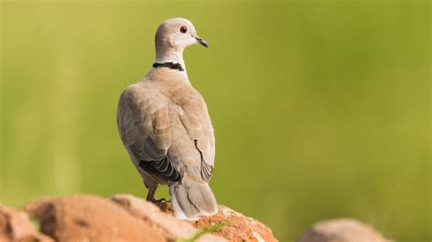 7 Types Of Doves & How To Identify Each - SongbirdHub