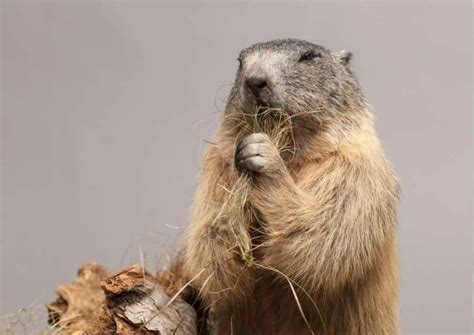 Marmot Behavior - AnimalBehaviorCorner